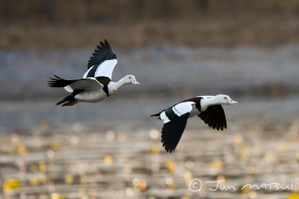 Photo of Radjah Shelduck at オーストラリア・ケアンズ周辺 by Jun Matsui