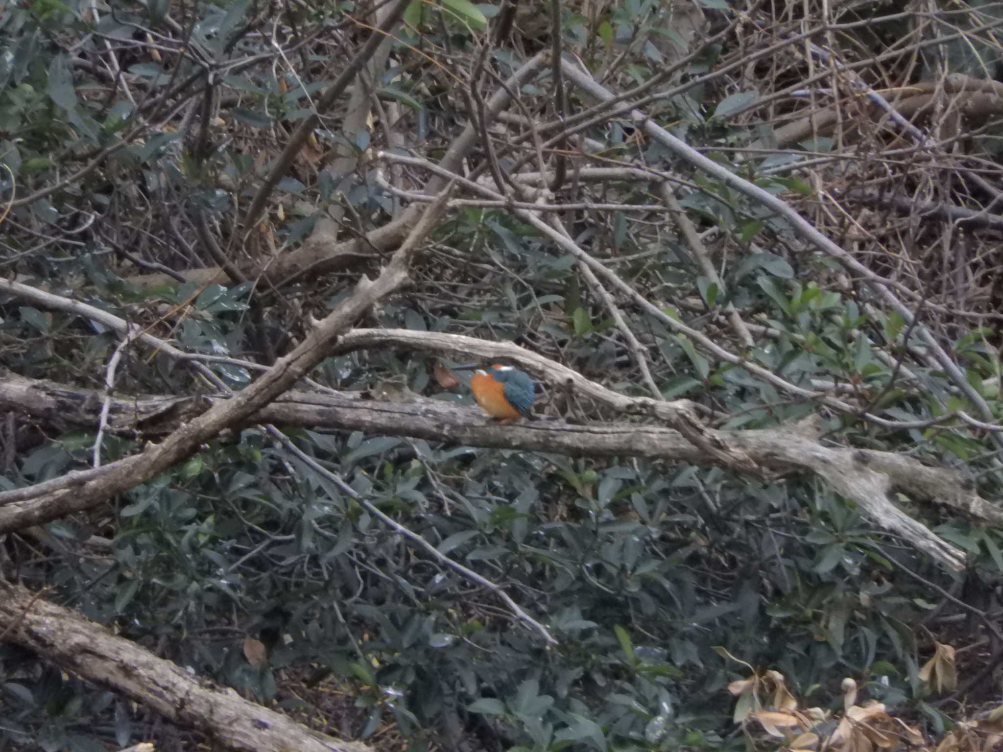 東京港野鳥公園 カワセミの写真 by maru