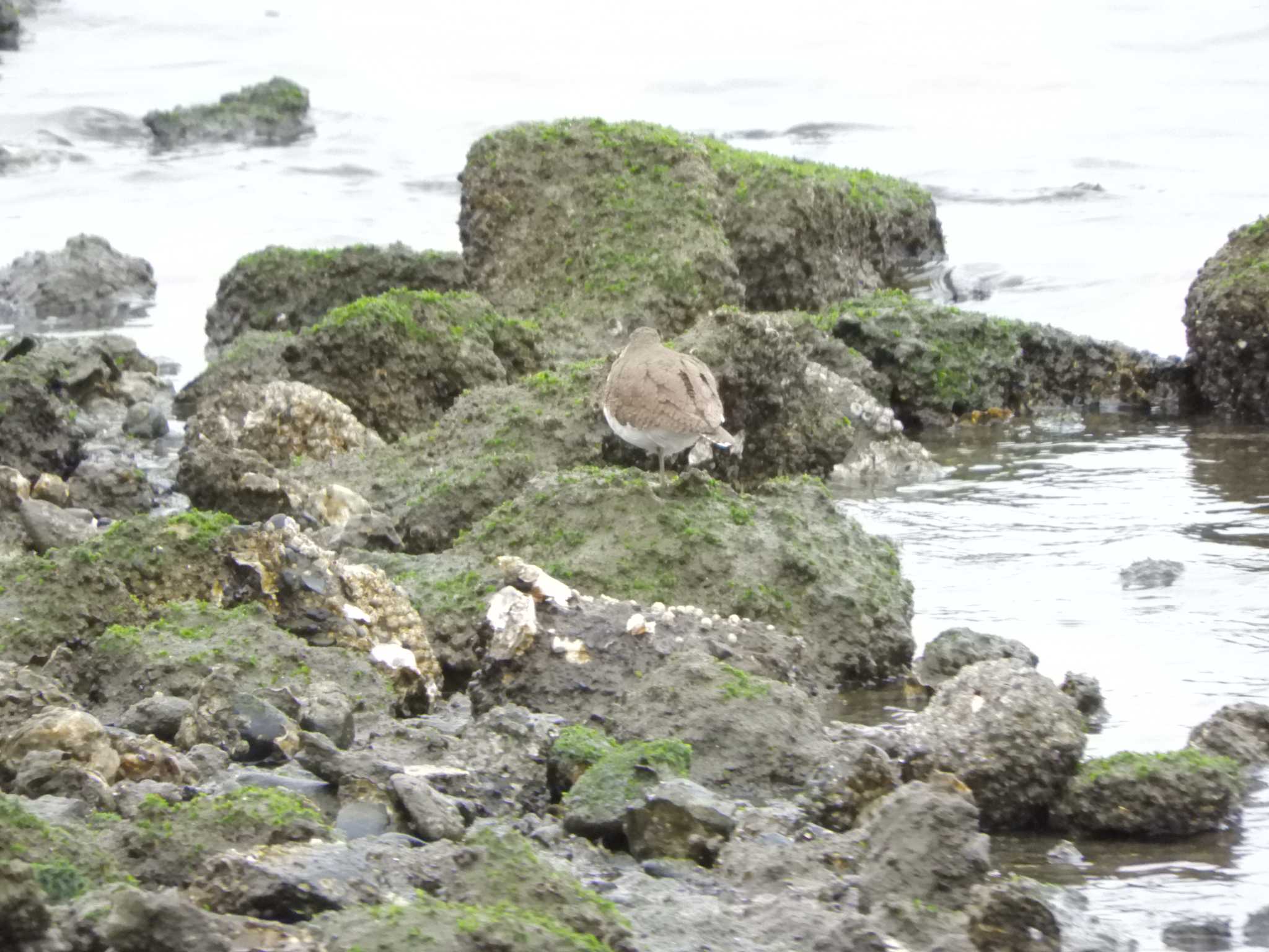 東京港野鳥公園 イソシギの写真 by maru