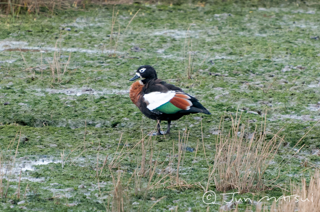 Photo of Australian Shelduck at オーストラリア・ホバート周辺 by Jun Matsui