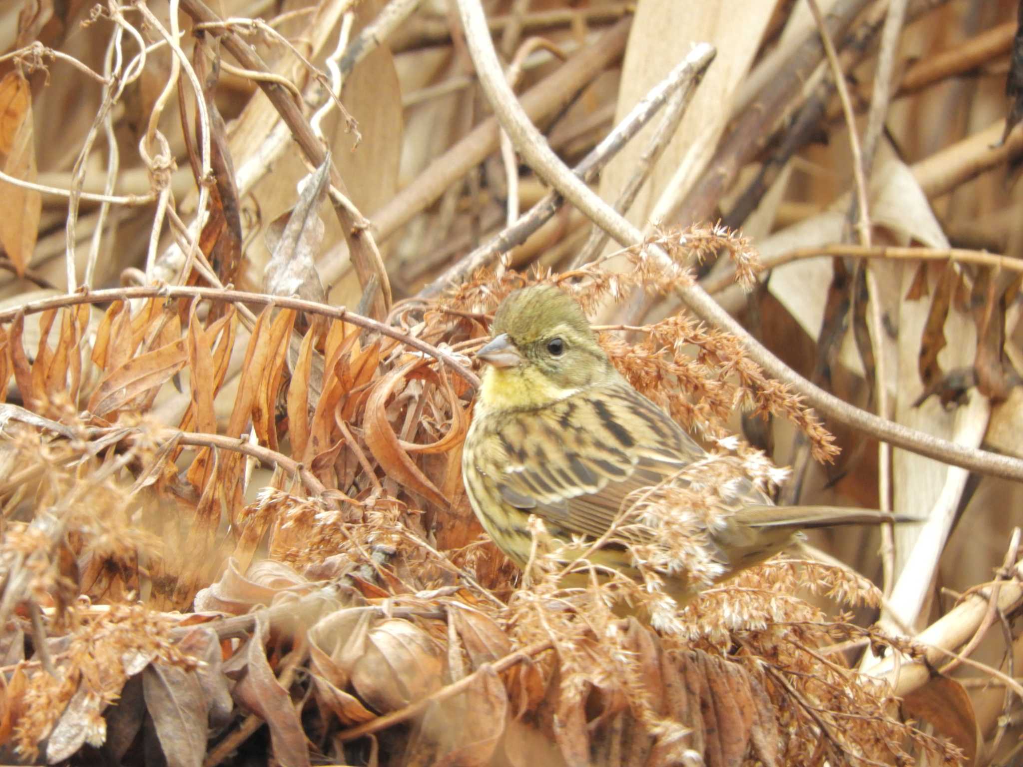 東京港野鳥公園 アオジの写真 by maru