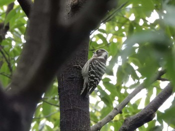 Sun, 2/4/2024 Birding report at Tokyo Port Wild Bird Park