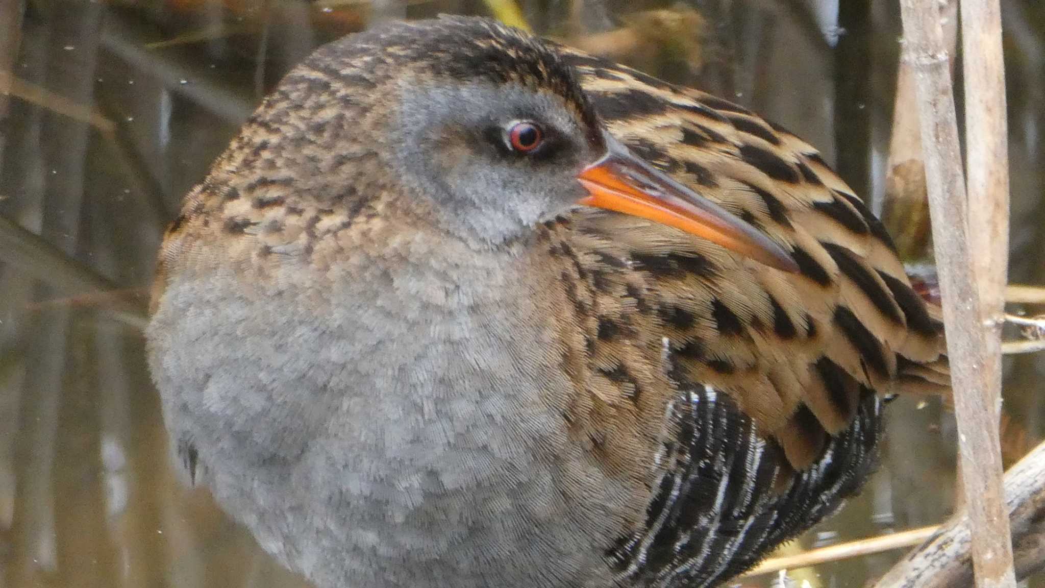 Brown-cheeked Rail