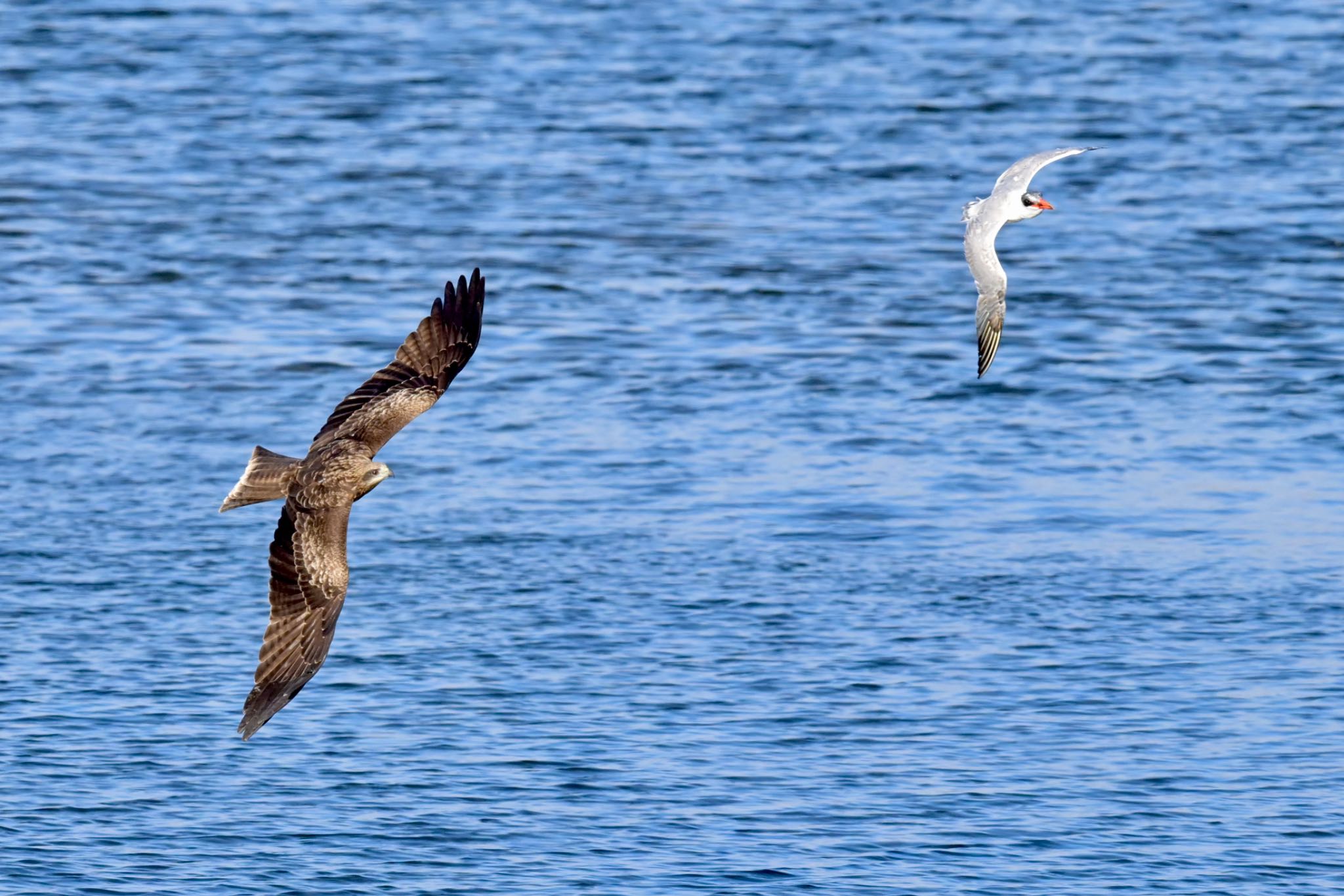 Photo of Caspian Tern at  by 美妃8