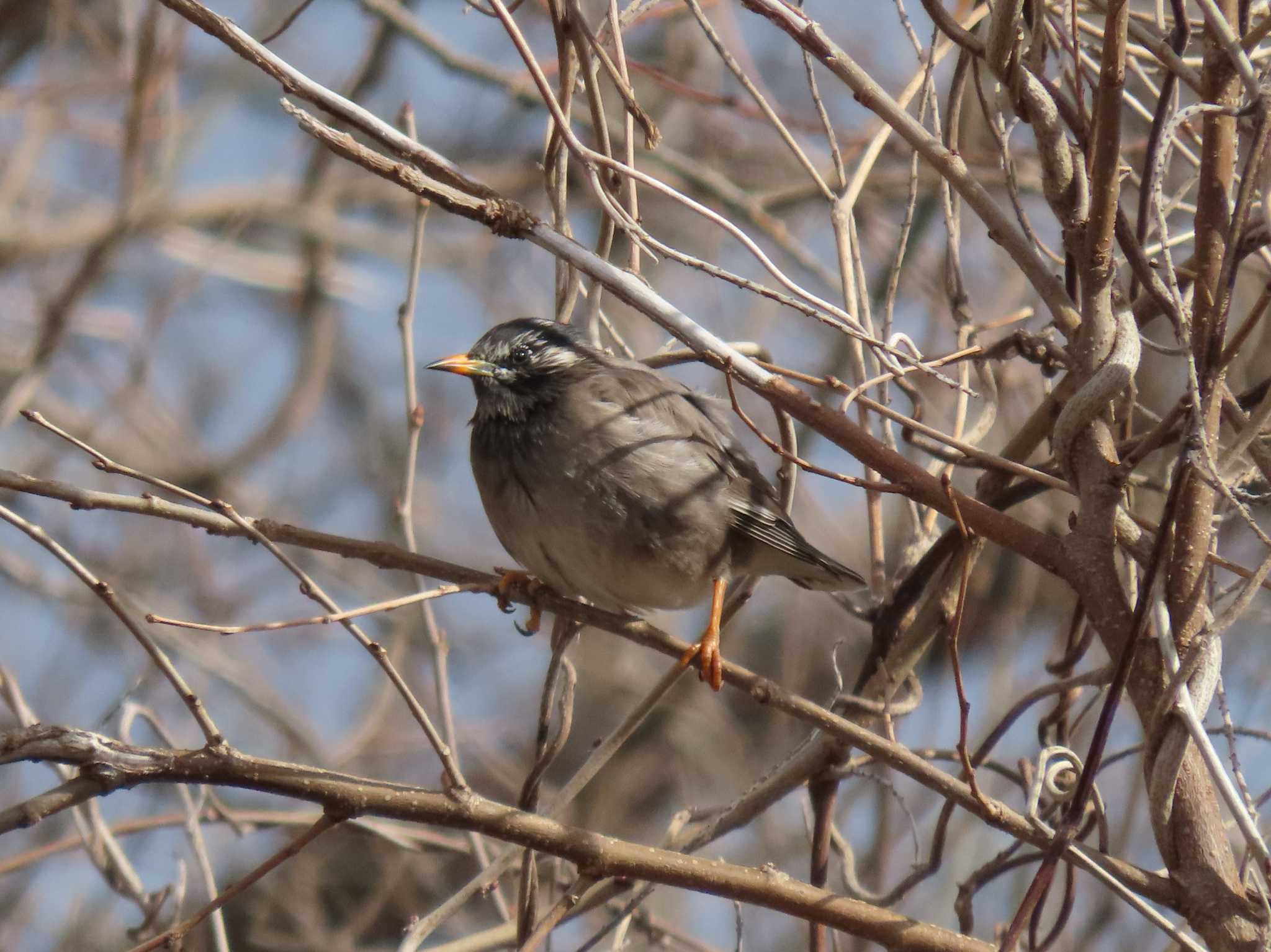 White-cheeked Starling