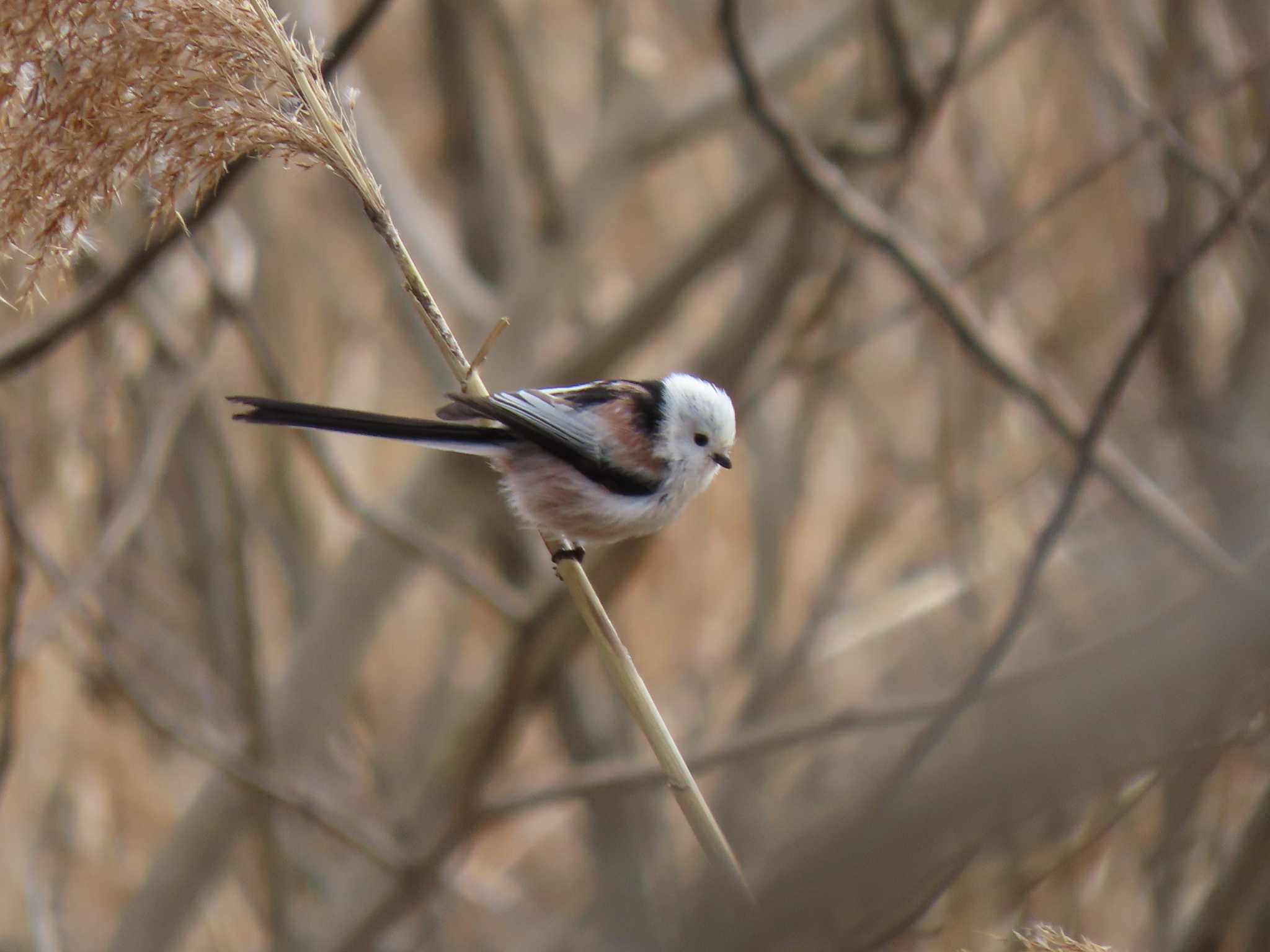 Long-tailed tit(japonicus)