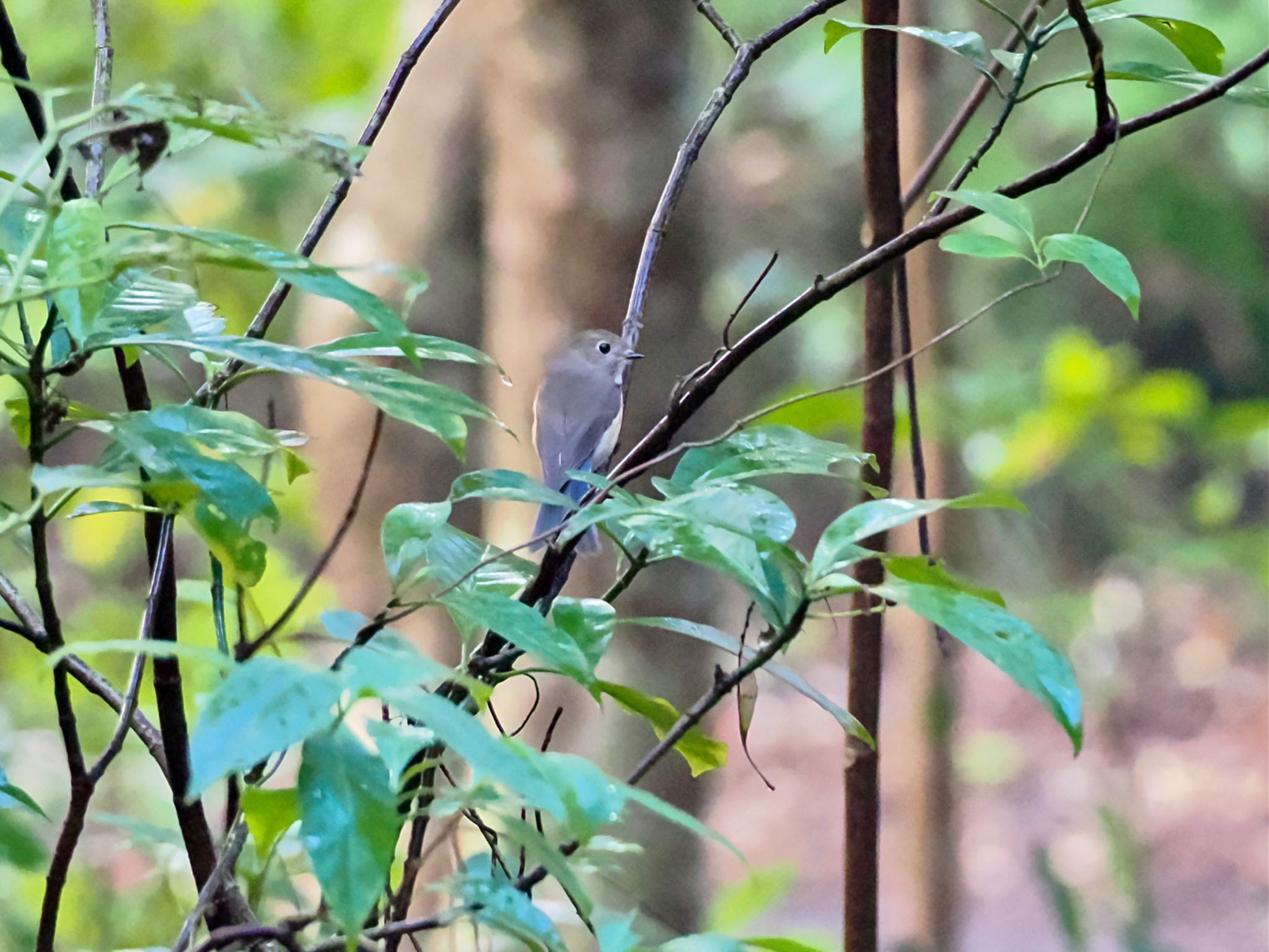 Red-flanked Bluetail