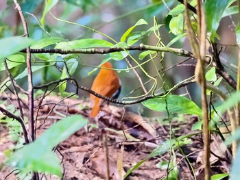 Ryukyu Robin Amami Nature Observation Forest Sat, 1/20/2024