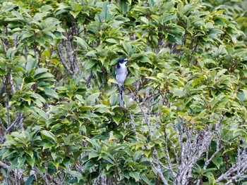 Ryukyu Minivet Amami Nature Observation Forest Sat, 1/20/2024