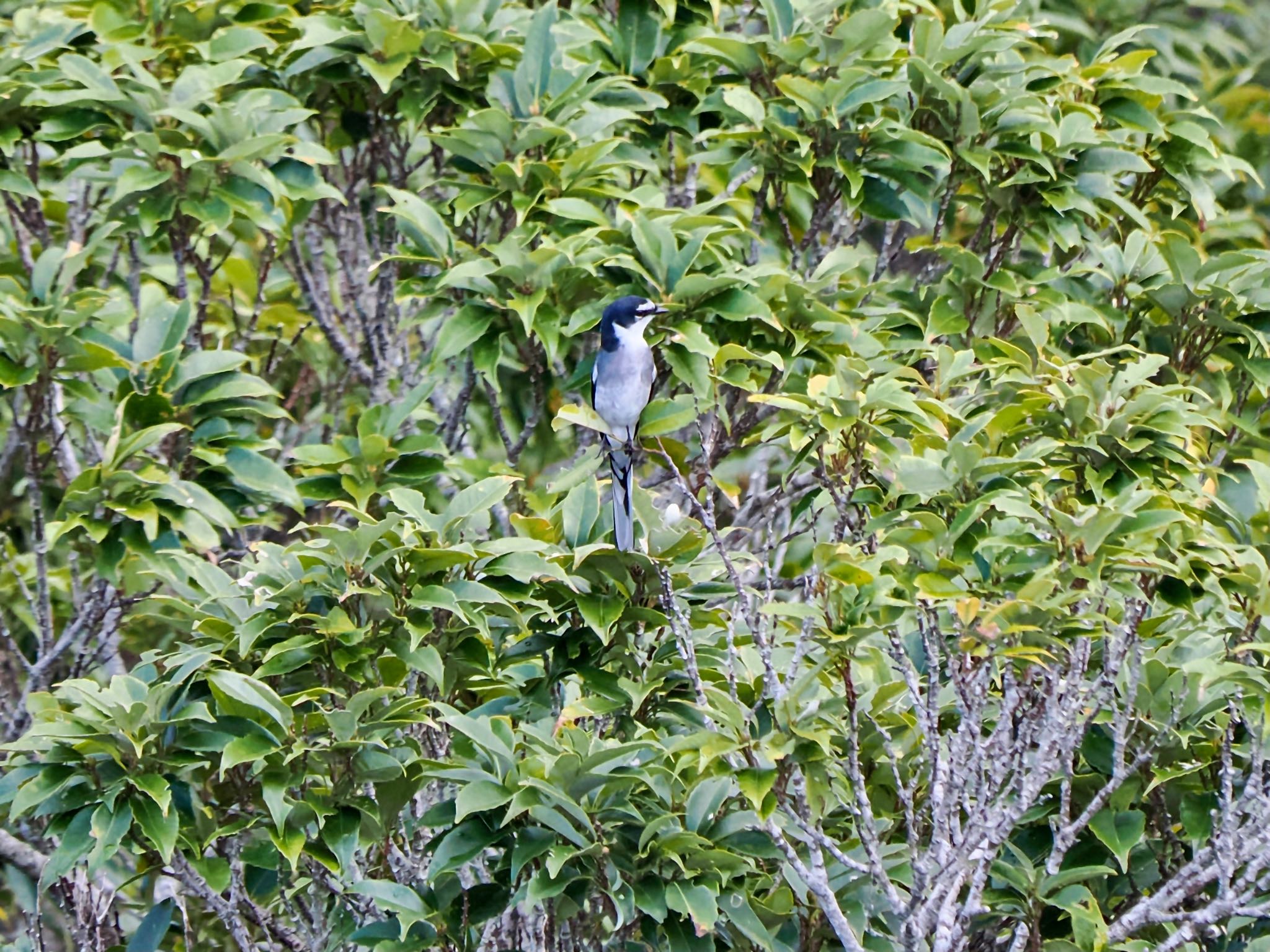 Ryukyu Minivet