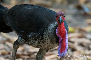 Australian Brushturkey オーストラリア・ロックハートリバー周辺 Unknown Date