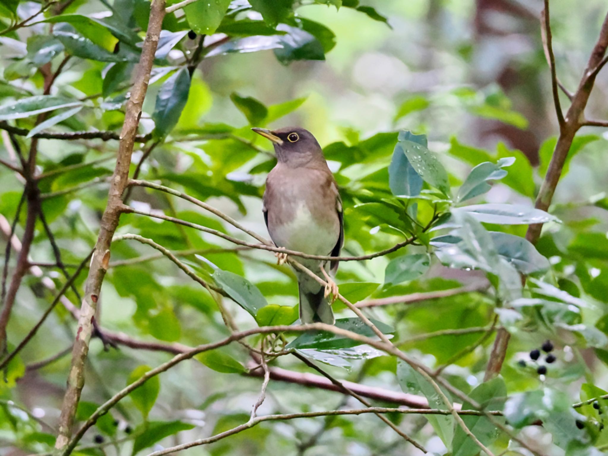 Pale Thrush