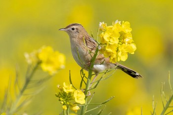 Zitting Cisticola ソレイユの丘 Sat, 1/27/2024