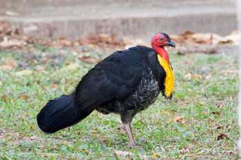 Australian Brushturkey オーストラリア・ケアンズ周辺 Unknown Date