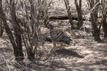 Malleefowl オーストラリア・メルボルン周辺 Unknown Date