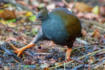 Orange-footed Scrubfowl Flecker Botanical Garden(Cairns) Unknown Date