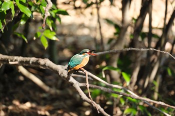 Common Kingfisher 源兵衛川 Sat, 2/3/2024