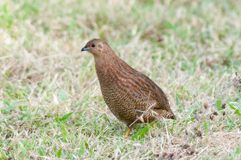 Brown Quail