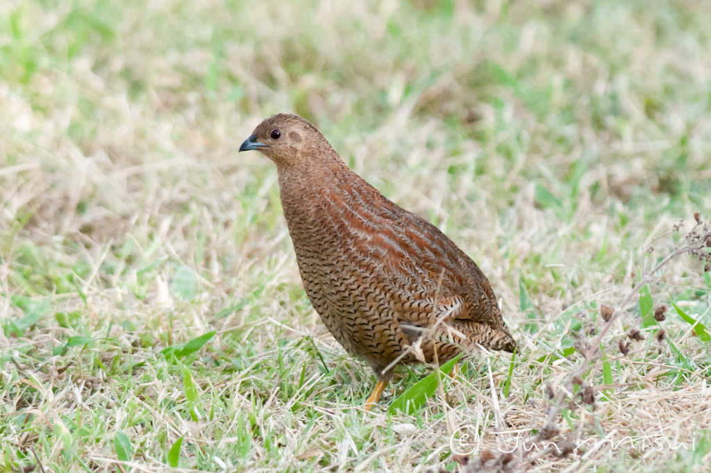 Photo of Brown Quail at オーストラリア・マリーバ周辺 by Jun Matsui