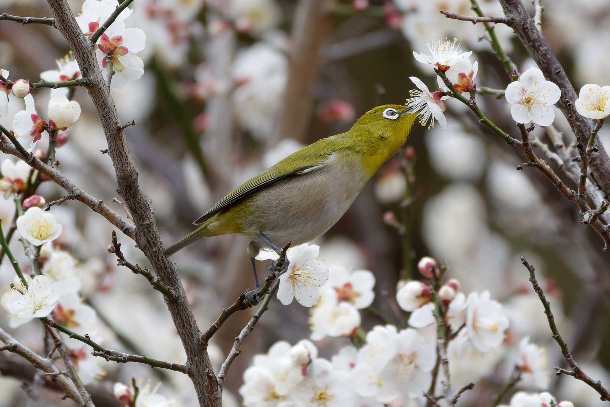 Untitled Photo by ぴくるす