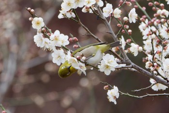 メジロ 片倉城跡公園 2024年2月4日(日)