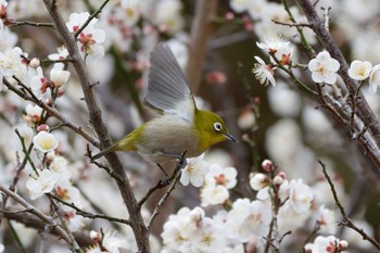 メジロ 片倉城跡公園 2024年2月4日(日)