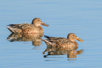 Northern Shoveler Yatsu-higata Sat, 1/6/2024