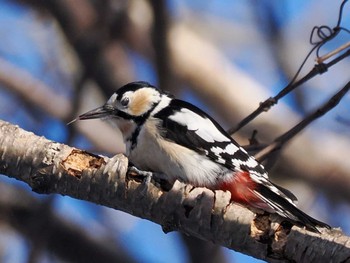 2024年2月4日(日) 三角山(札幌市西区)の野鳥観察記録