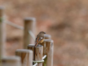 ジョウビタキ 東京港野鳥公園 2024年2月4日(日)