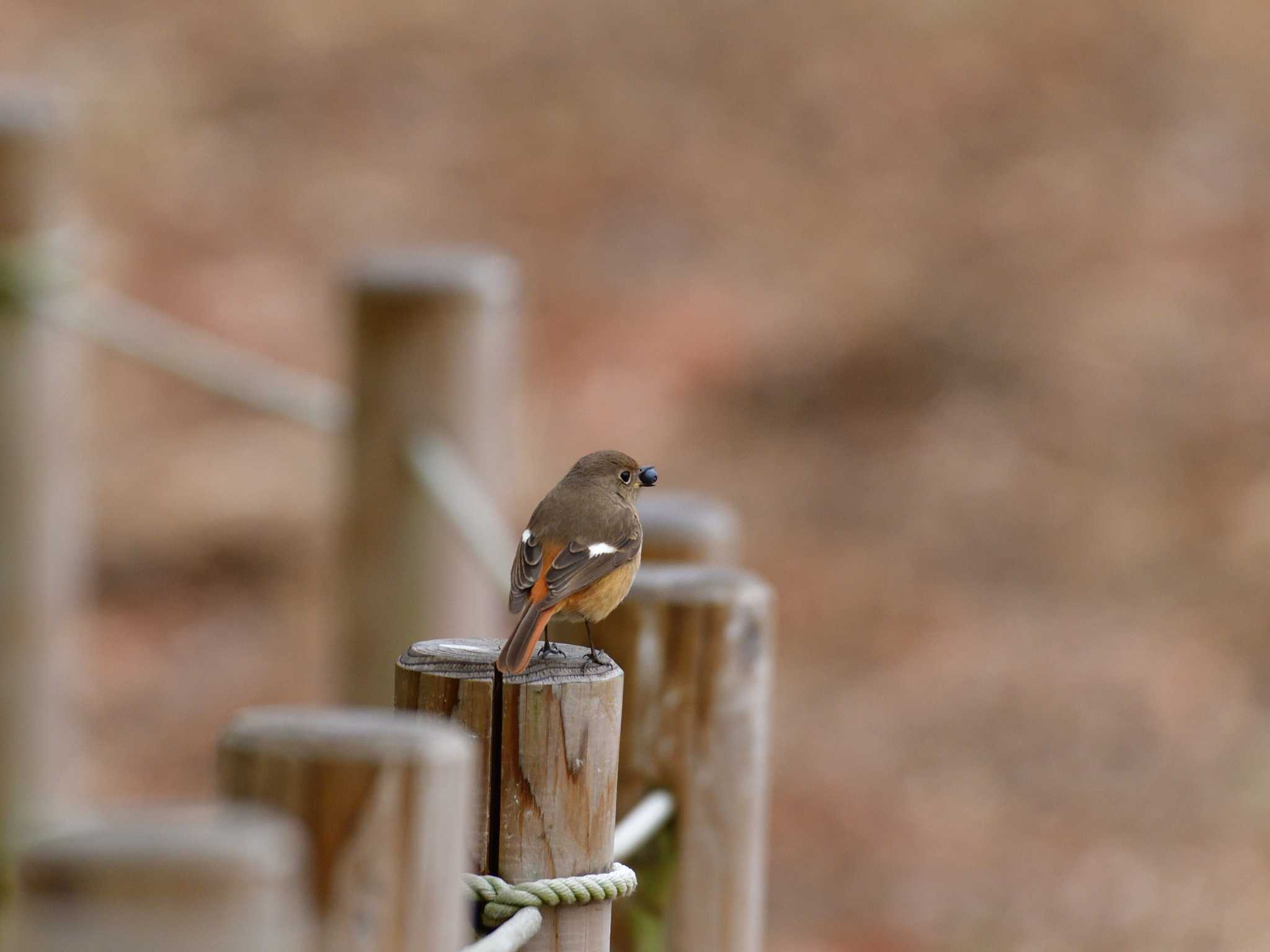 Photo of Daurian Redstart at Tokyo Port Wild Bird Park by 80%以上は覚えてないかも