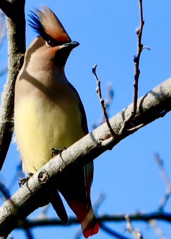 Japanese Waxwing 太田宿中山道会館 Sun, 2/4/2024