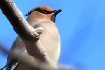 Japanese Waxwing 太田宿中山道会館 Sat, 2/3/2024