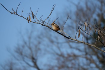 Bull-headed Shrike 大町公園(市川市) Sat, 2/3/2024