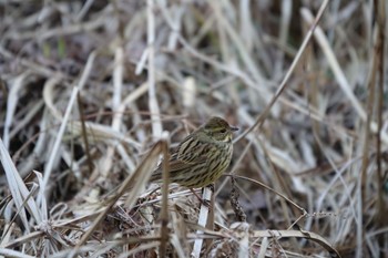 Masked Bunting 大町公園(市川市) Sat, 2/3/2024