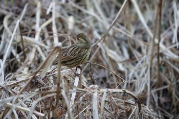 Masked Bunting 大町公園(市川市) Sat, 2/3/2024