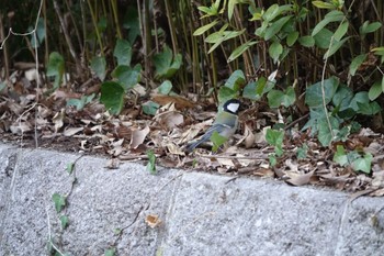 Japanese Tit 大町公園(市川市) Sat, 2/3/2024