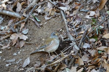 Pale Thrush 大町公園(市川市) Sat, 2/3/2024