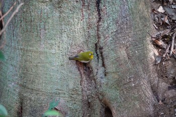 Warbling White-eye 大町公園(市川市) Sat, 2/3/2024