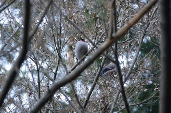 ウソ 大町公園(市川市) 2024年2月3日(土)