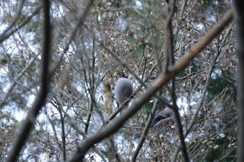 Eurasian Bullfinch 大町公園(市川市) Sat, 2/3/2024