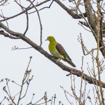 2024年2月4日(日) 桃山陵の野鳥観察記録