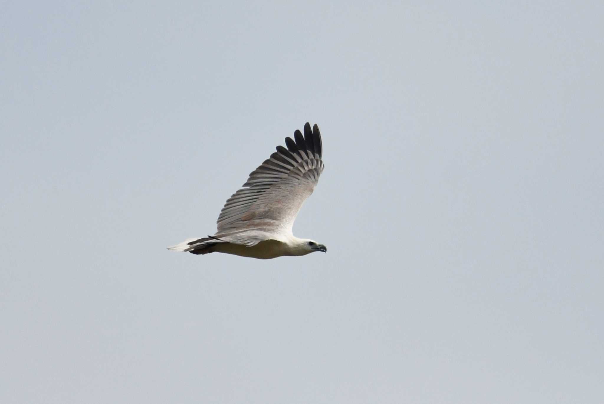 White-bellied Sea Eagle