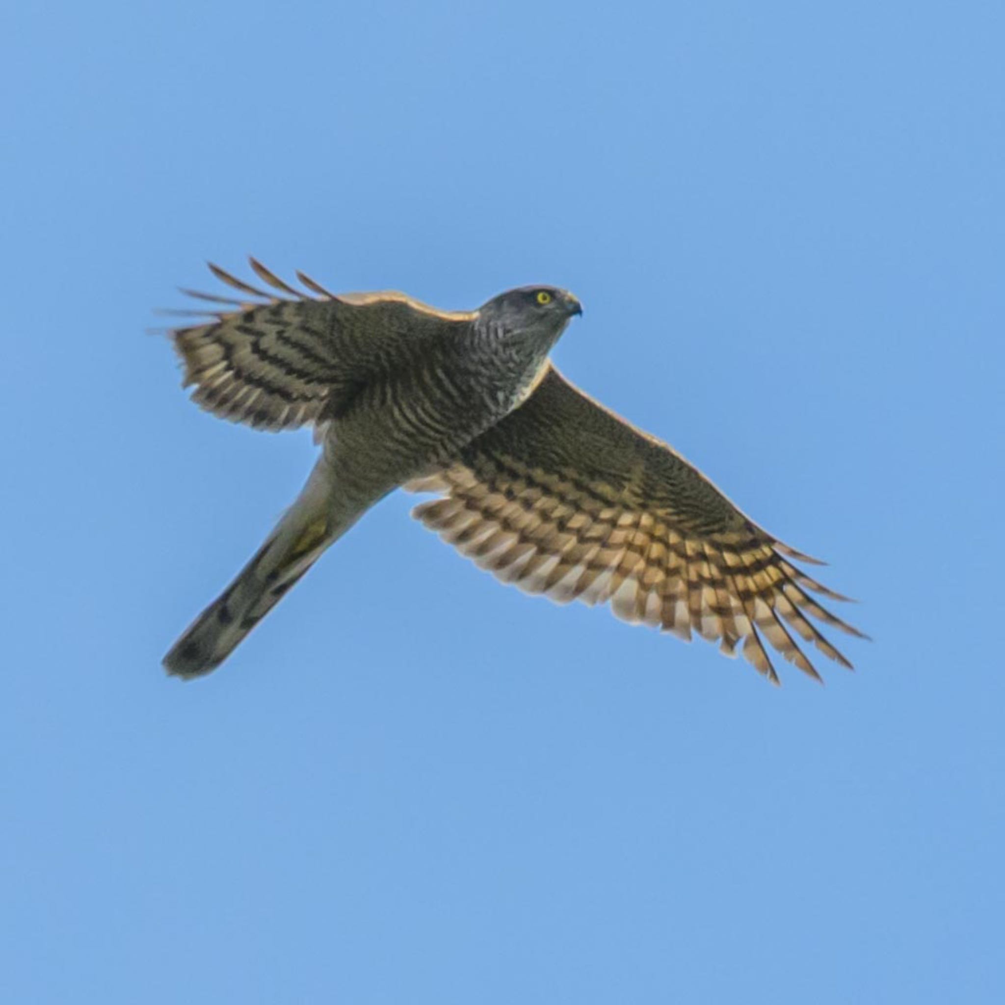 Eurasian Sparrowhawk