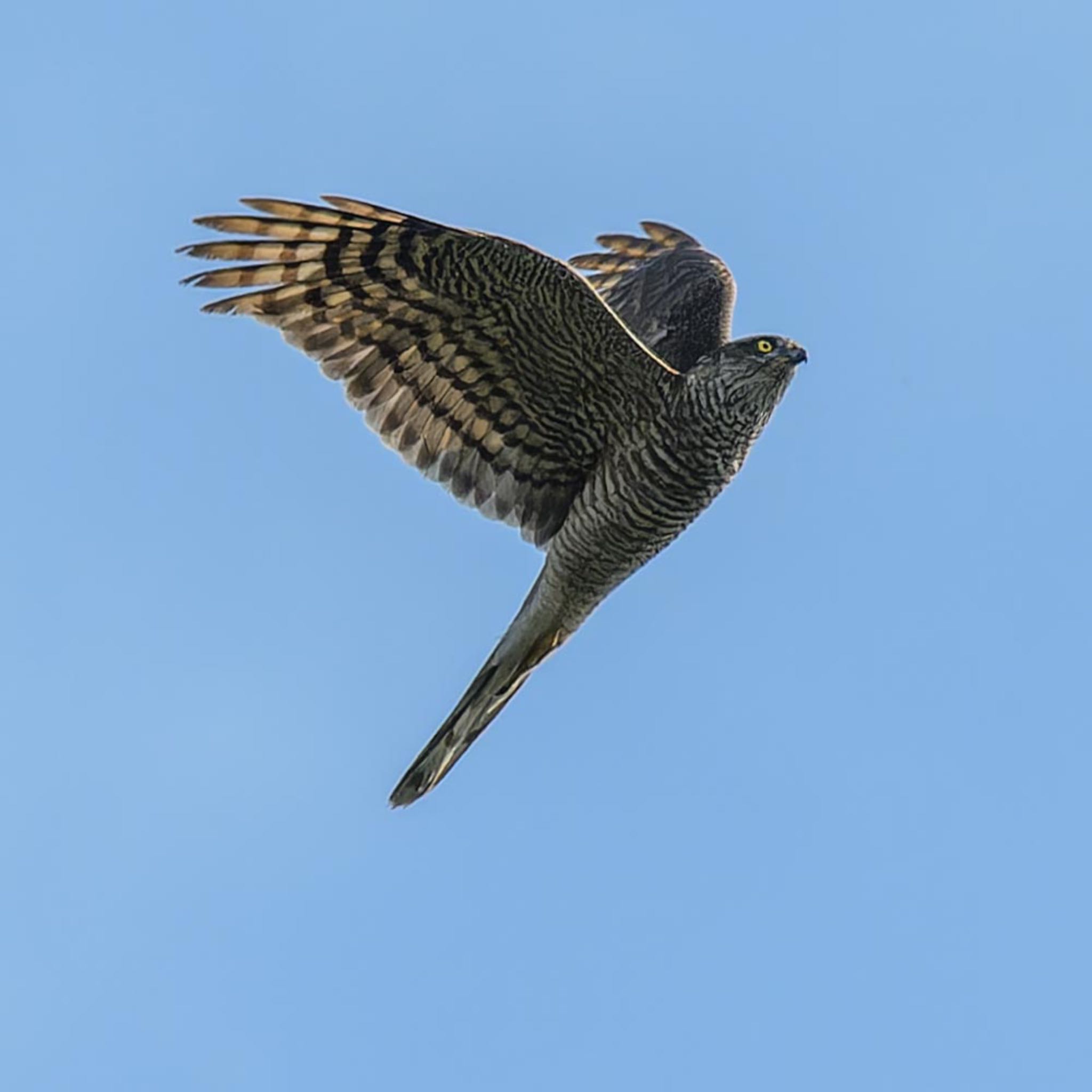 Photo of Eurasian Sparrowhawk at 桃山陵 by K.AKIYAMA