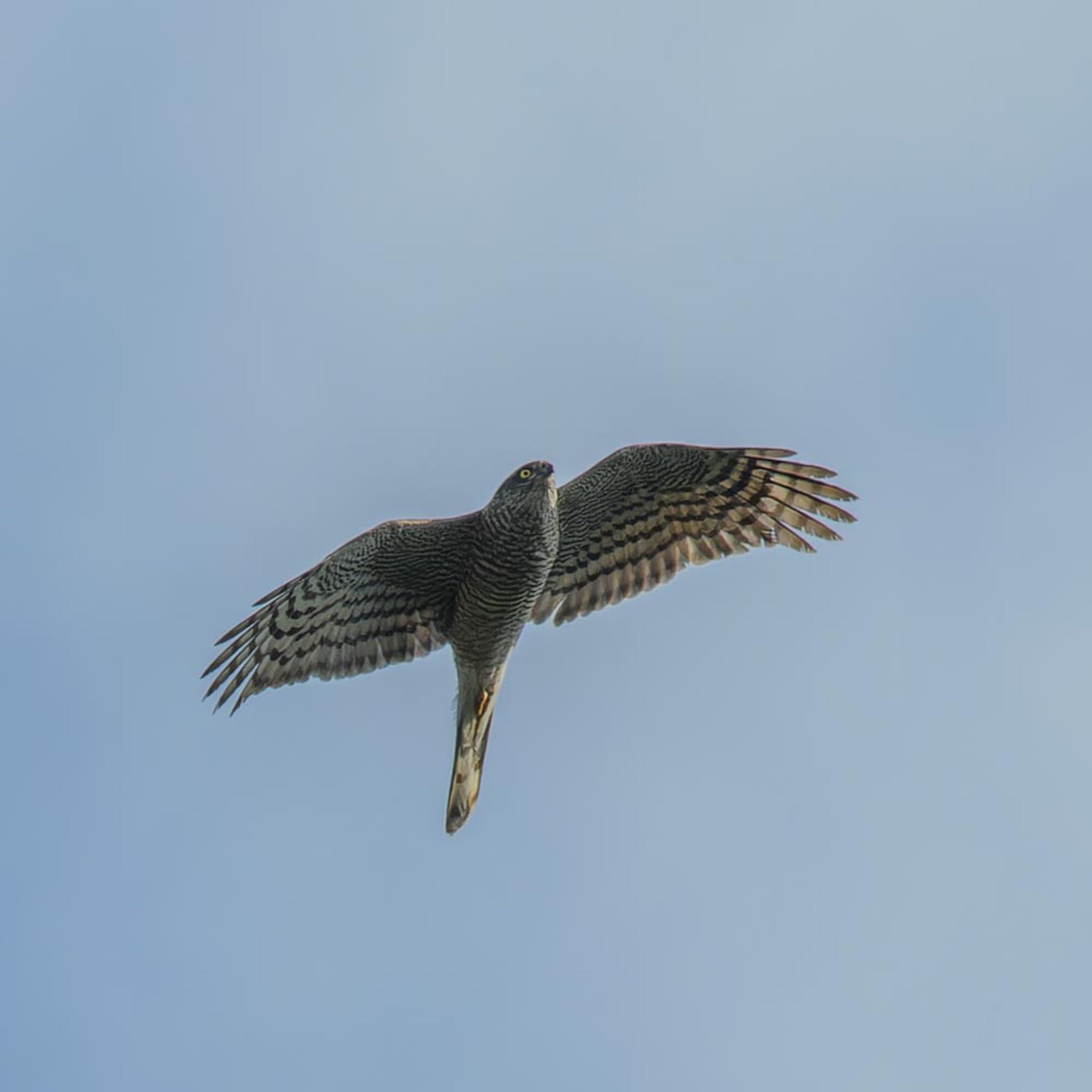 Eurasian Sparrowhawk