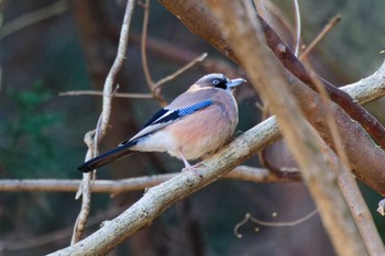 2024年2月3日(土) 早戸川林道の野鳥観察記録