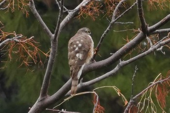 2024年2月4日(日) 多摩川の野鳥観察記録