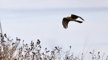 Hen Harrier 淀川河川敷 Sun, 2/4/2024