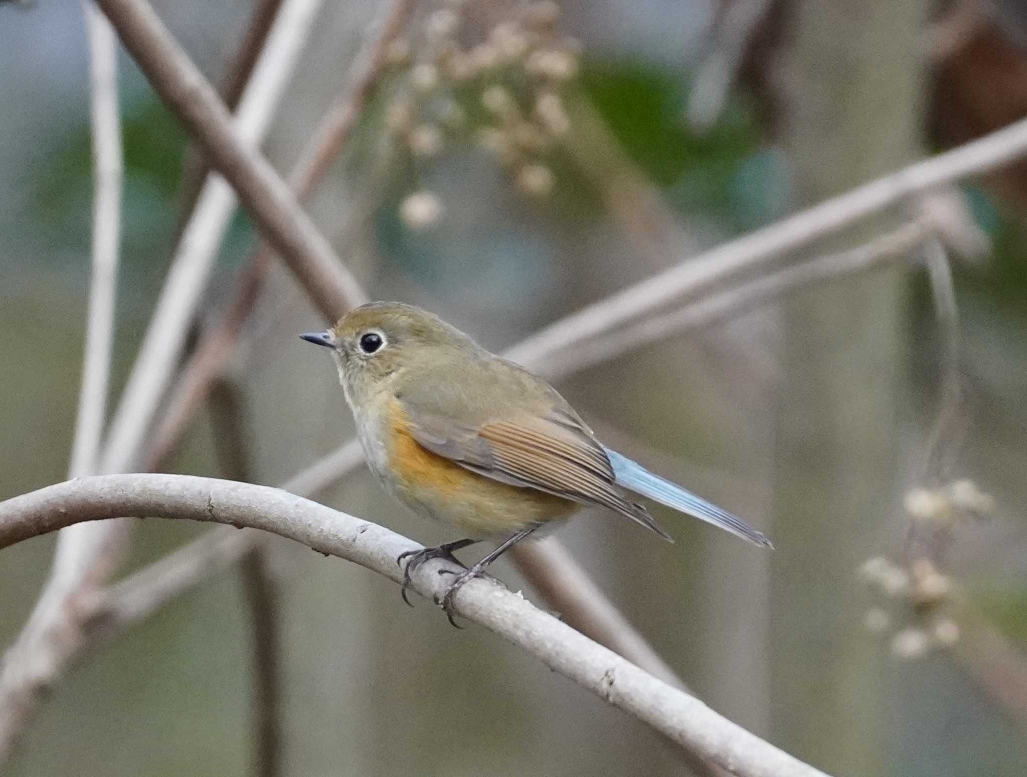 Red-flanked Bluetail