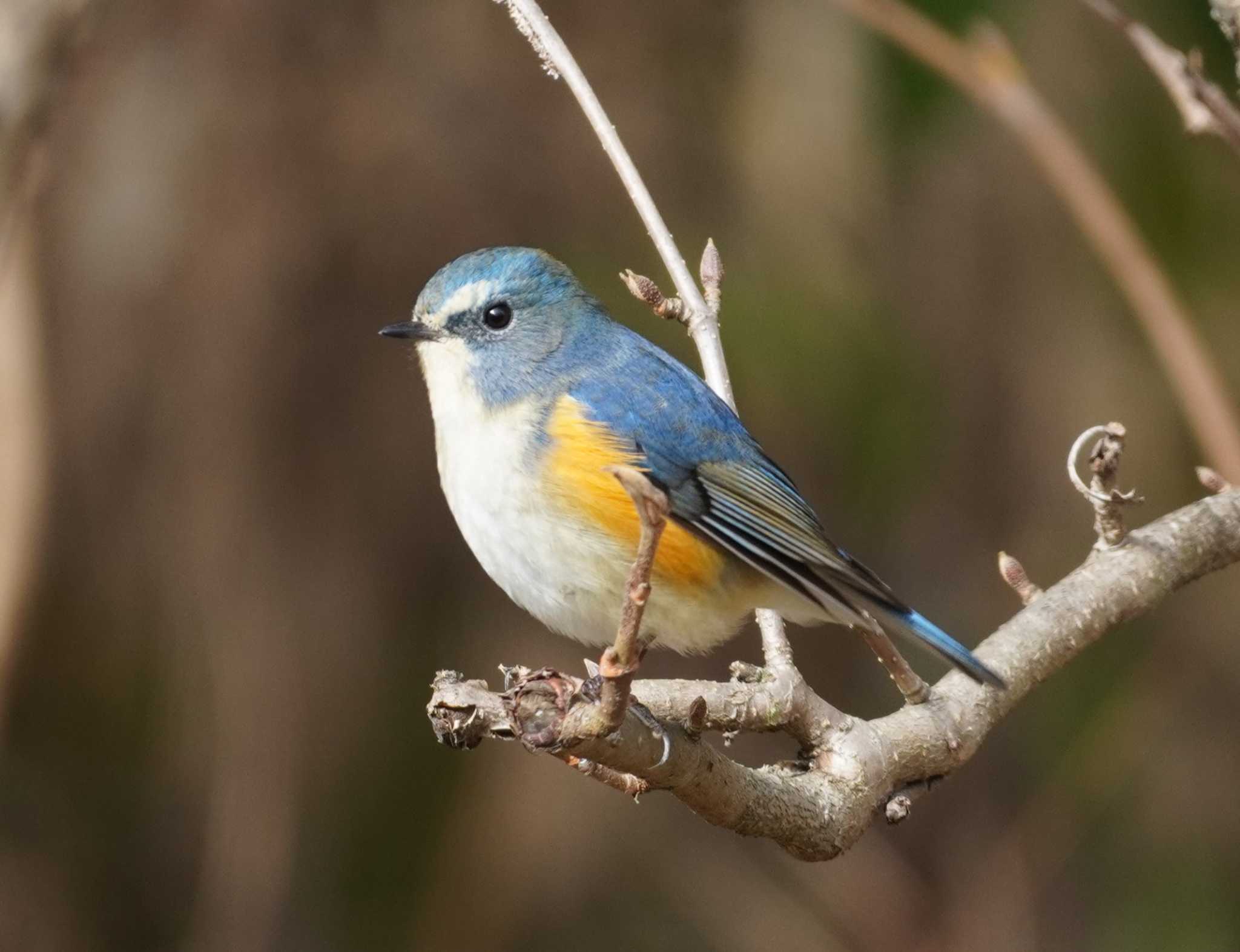 Red-flanked Bluetail